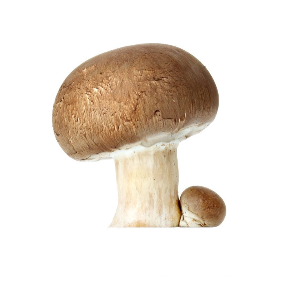 CHAMPIGNON DE PARIS